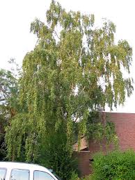 european trees