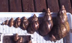 achatina fulica