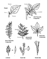 leaf types pictures