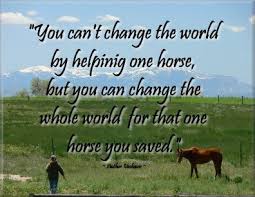 equine rescue