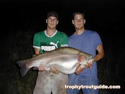 rainbow trout pictures