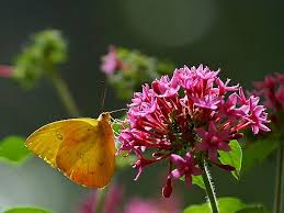 butterfly flower plant