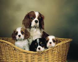 cavalier king charles dog