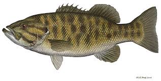 smallmouth bass
