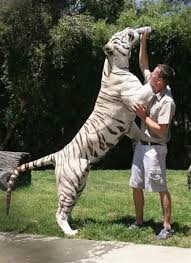 tigre du bengal