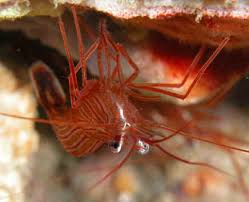 peppermint shrimp