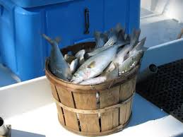 all fish pictures