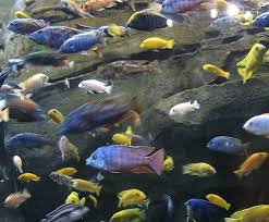 lake malawi cichlid