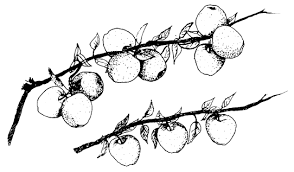 apple branch
