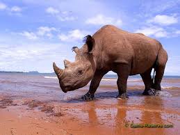 Black Rhino