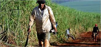 sugar plantation