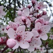 cherry plum