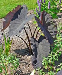 colocasia esculenta