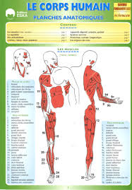 image anatomie corps humain