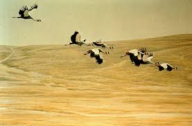cranes flying