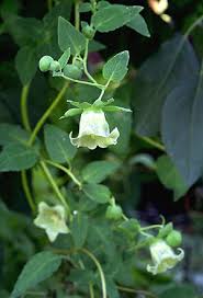 codonopsis pilosulae