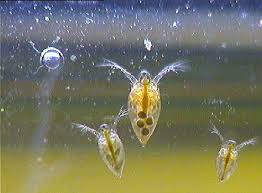 daphnia fish food