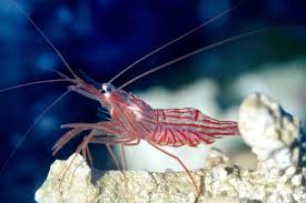 peppermint shrimp