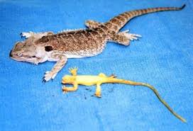 lizard toy