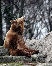 brown bears hibernation