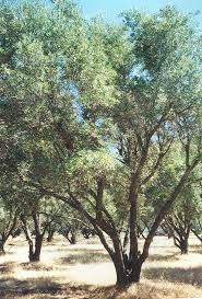 pictures olive trees