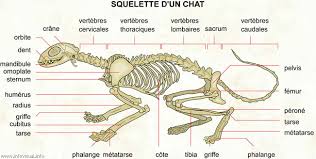 067%20Squelette%20chat.jpg