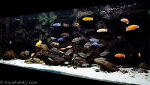 cichlid rocks