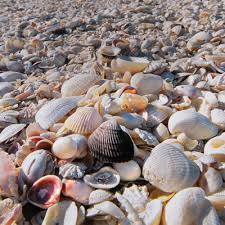 coastal decorations