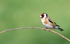 small birds pictures