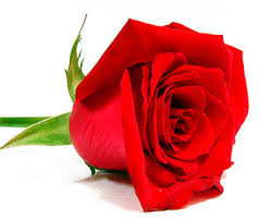 الوردة الحمراء Valentine_flowers1
