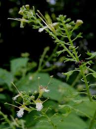 collinsonia