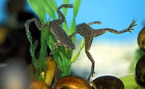 african frog aquarium