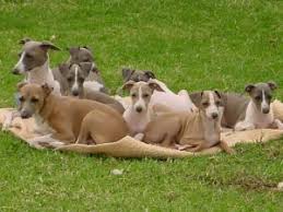 italian greyhound