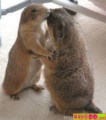 funny pictures of animals