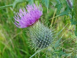thistle pictures