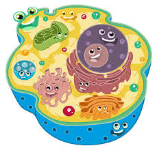 la celula animal