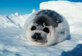snow seals