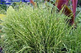 miscanthus grass