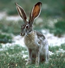 jack rabbit