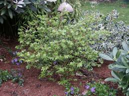 euonymus compactus