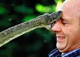thread snake
