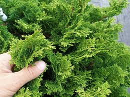 chamaecyparis gracilis