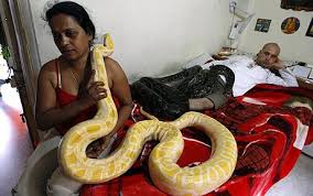 indian python snake