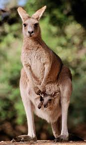 kangaroo