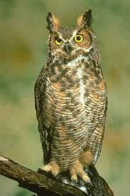 great horned owl food