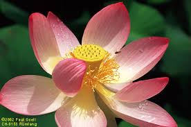 lotus nelumbo nucifera