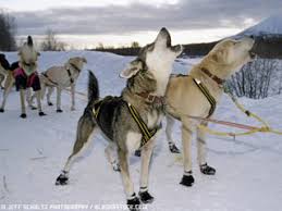 dogs of the iditarod