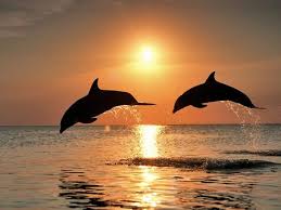 pictures jumping dolphins