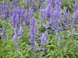 salvia plants