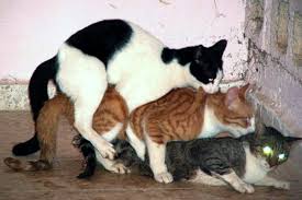 domestic cat photos